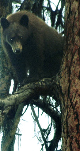 Idaho Trophy Bear Hunting