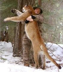 Mountain Lion Hunting with hounds