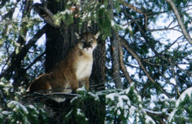 fly in to backcountry Idaho hunting.