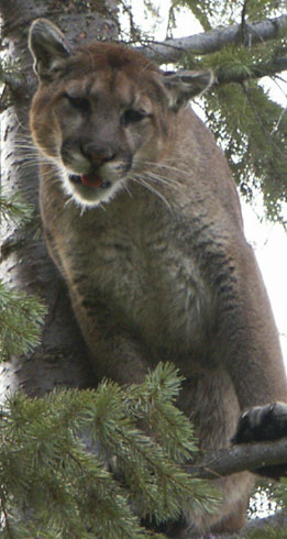 Idaho Trophy Mountain Lion Hunts