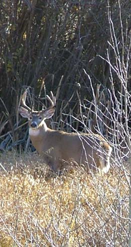 Whitetail Deer