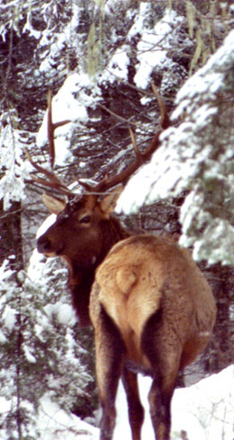Guided Idaho Trophy Elk Hunts