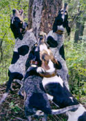 Mountain Lion Hunting with hounds