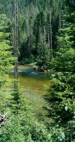 hunting, fishing, trail riding, camping adventures in the Idaho Selway-Bitteroot Wilderness.