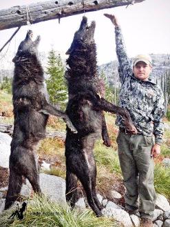 A good harvest of wolves