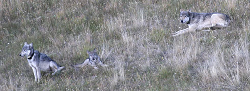 wolf tours